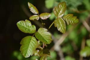 Poison Ivy Rash