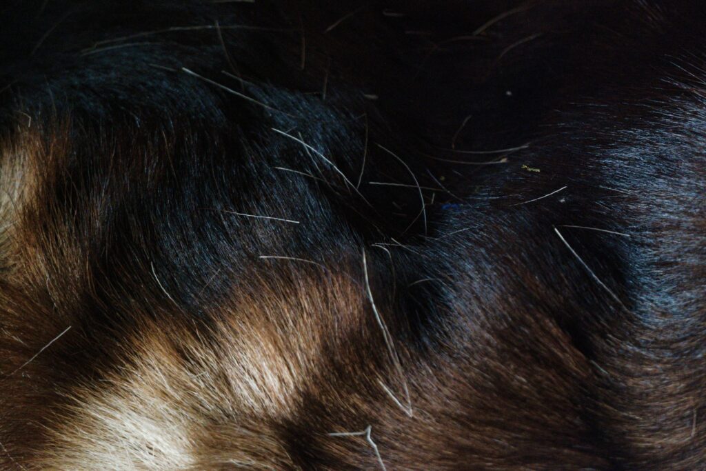 seobrrheic dermatitis vs dandruff seobrrheic dermatitis vs dandruff as depicted by close up photo of scalp