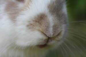 Botox for bunny lines as depicted by a rabbit's nose